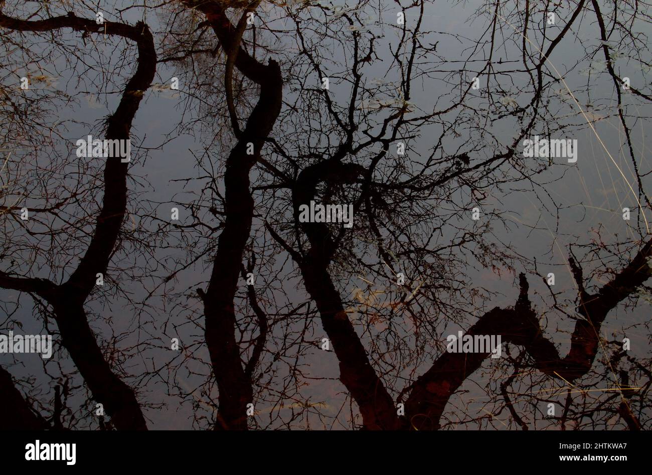 Rami tortuosi di un vecchio albero di quercia riflessi in acqua scura Foto Stock