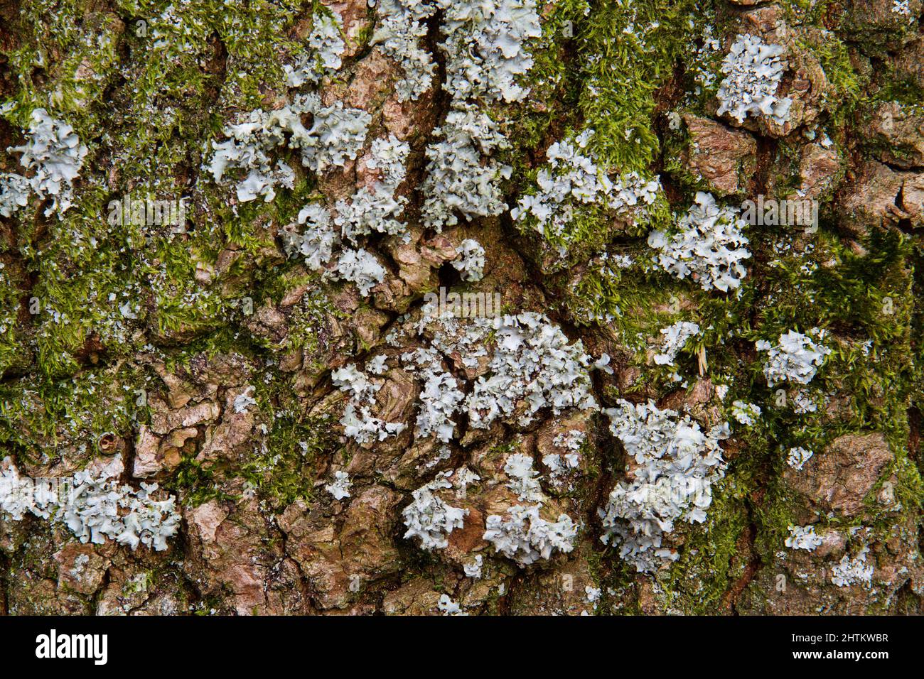 Scherma martellato lichen e muschio sulla corteccia di un albero di quercia Foto Stock