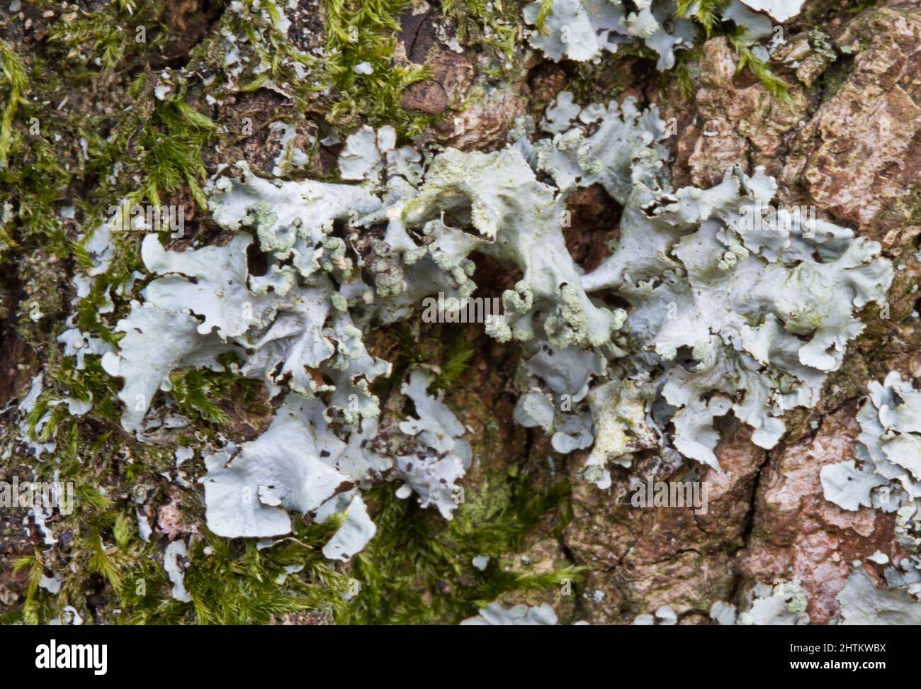 Scherma martellato lichen e muschio sulla corteccia di un albero di quercia Foto Stock