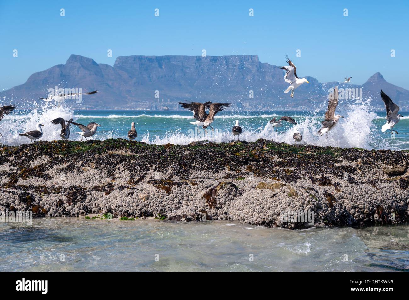 Gabbiani sulla spiaggia di Bloubergstrand che si affaccia Table Mountain a Città del Capo Foto Stock