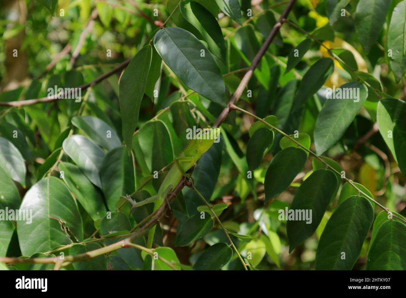 Una lucertola verde del giardino orientale del bambino che staring sulla parte superiore di un ramo della frutta della stella Foto Stock