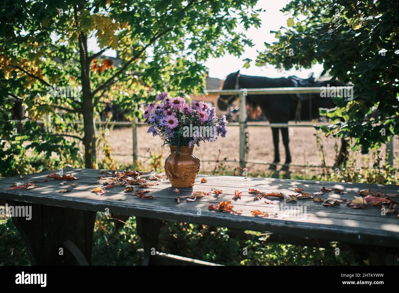 Bellissimi fiori in vaso in giardino con una forte luce solare e un cavallo sullo sfondo Foto Stock