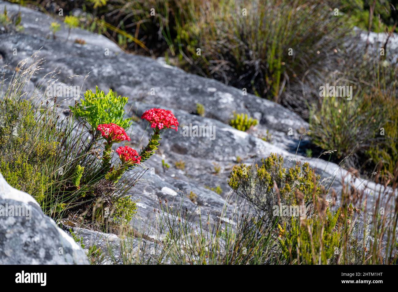 Fiore rosso su Table Mountain a Città del Capo Foto Stock