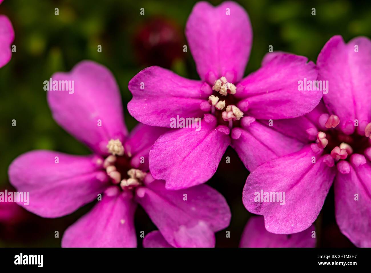 Saponaria ocimoides fiore in montagna, macro Foto Stock