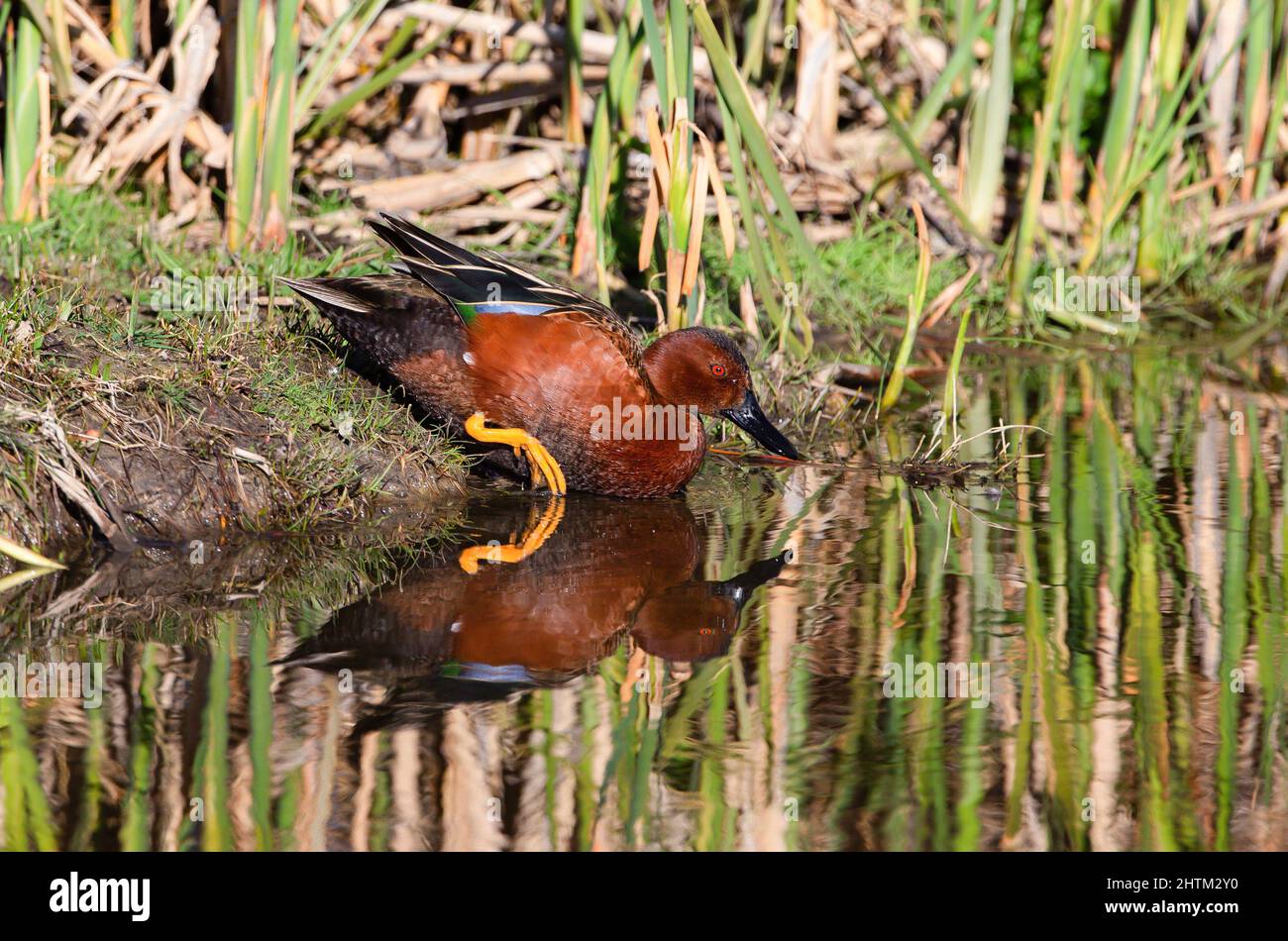 Primo piano di un'anatra alla cannella che entra nelle acque riflettenti di una palude in un habitat delle paludi. Foto Stock