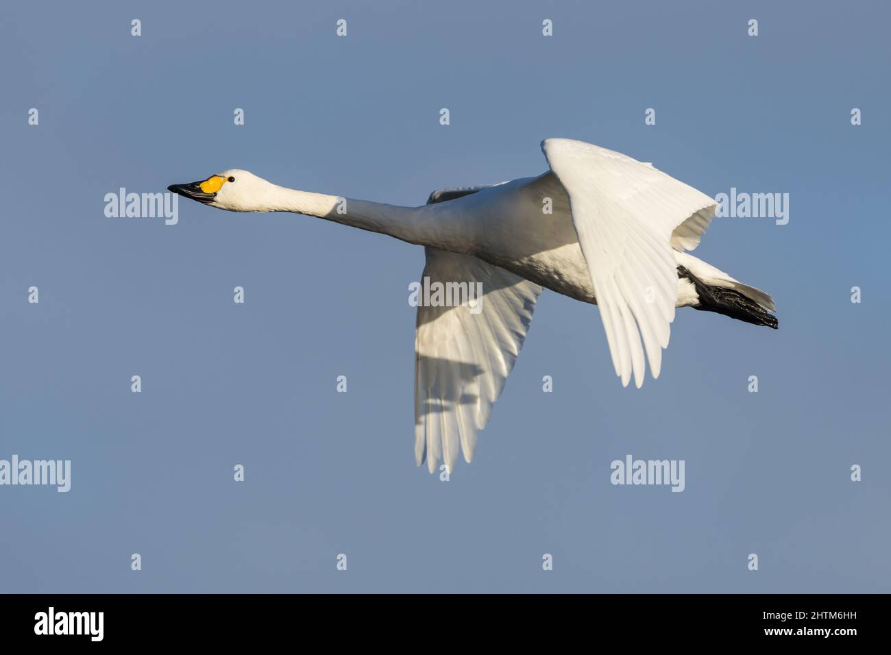 Bewick's Swan in volo Foto Stock