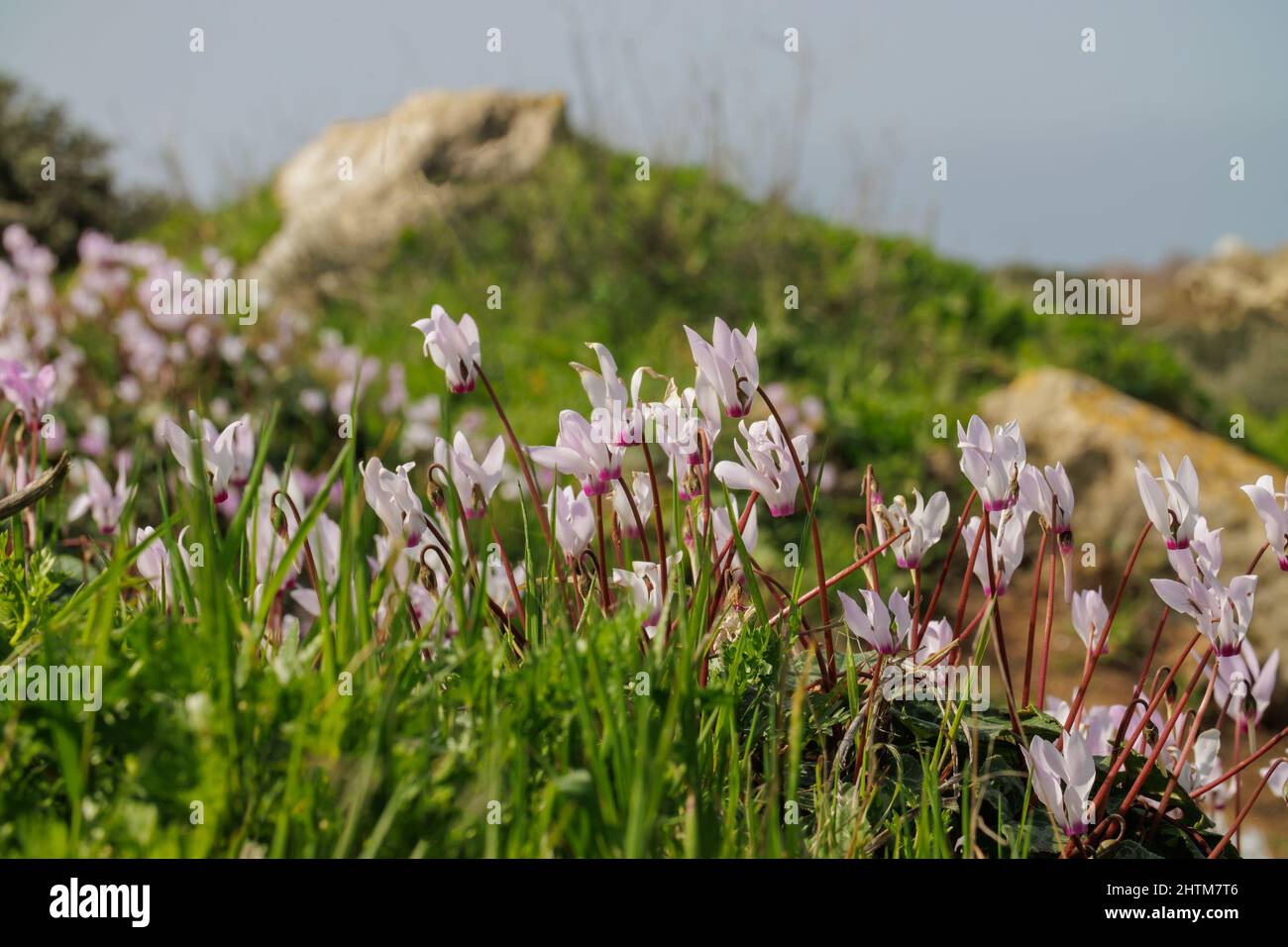 I ciclomeni violetti fioriscono nella foresta Foto Stock