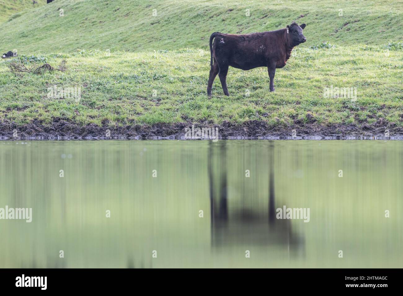 Una mucca si trova sul bordo dell'acqua di un laghetto di bestiame nella regione di East Bay della California, USA. Foto Stock