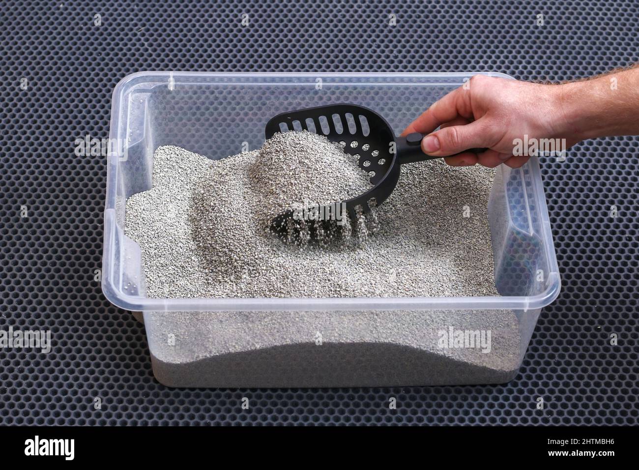 L'uomo pulisce la lettiera. La mano tiene una paletta con un grumo. Riempitivo per graffiature. Foto Stock