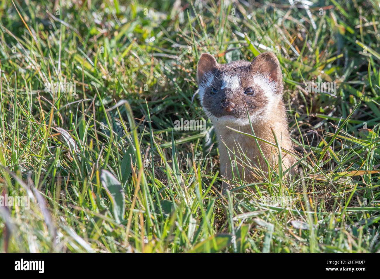 Una donnola a coda lunga (Neogale frenata), un mustelide nativo del Nord America, a Point Reyes National Seashore in California. Foto Stock