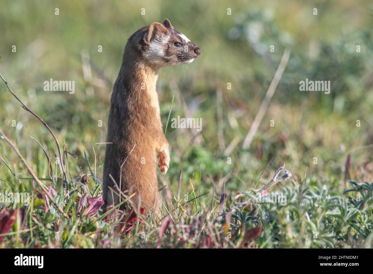 Una donnola a coda lunga (Neogale frenata), un mustelide nativo del Nord America, a Point Reyes National Seashore in California. Foto Stock
