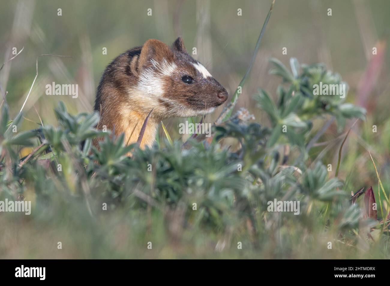 Una donnola a coda lunga (Neogale frenata), un mustelide nativo del Nord America, a Point Reyes National Seashore in California. Foto Stock