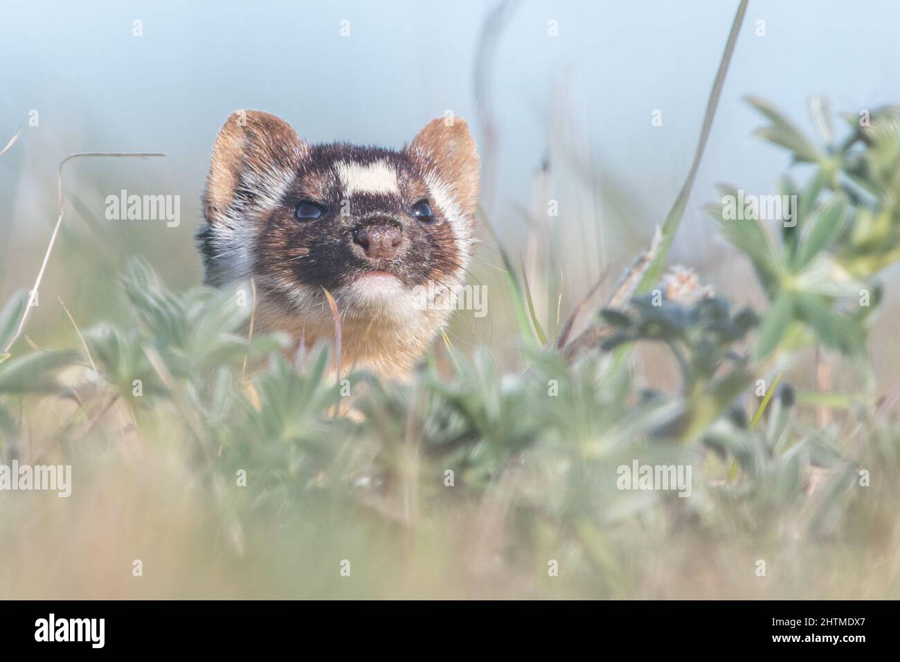 Una donnola a coda lunga (Neogale frenata), un mustelide nativo del Nord America, a Point Reyes National Seashore in California. Foto Stock