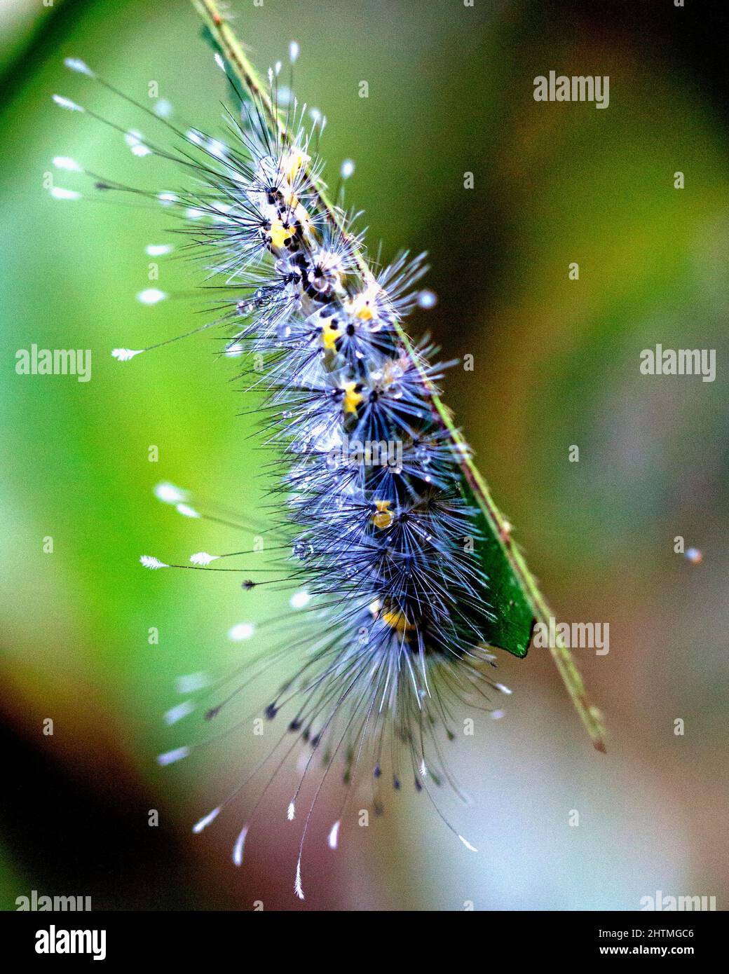 Macro immagine di un bruco colorato ed esotico nella giungla amazzonica all'interno del Parco Nazionale Madidi, Rurrenabaque in Bolivia. Foto Stock
