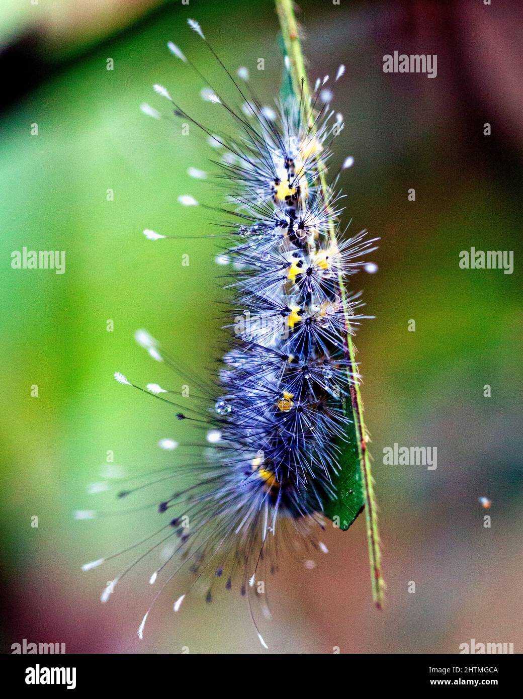 Macro immagine di un bruco colorato ed esotico nella giungla amazzonica all'interno del Parco Nazionale Madidi, Rurrenabaque in Bolivia. Foto Stock