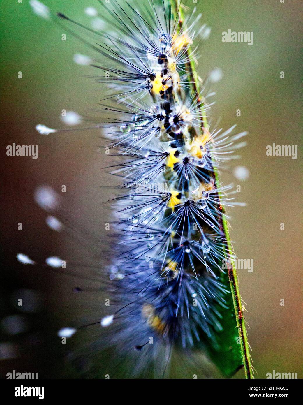 Macro immagine di un bruco colorato ed esotico nella giungla amazzonica all'interno del Parco Nazionale Madidi, Rurrenabaque in Bolivia. Foto Stock