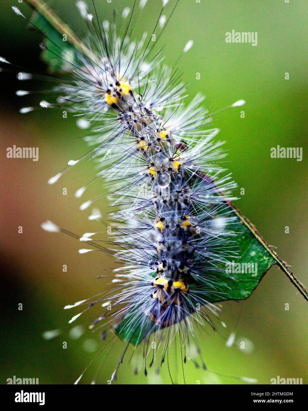 Macro immagine di un bruco colorato ed esotico nella giungla amazzonica all'interno del Parco Nazionale Madidi, Rurrenabaque in Bolivia. Foto Stock