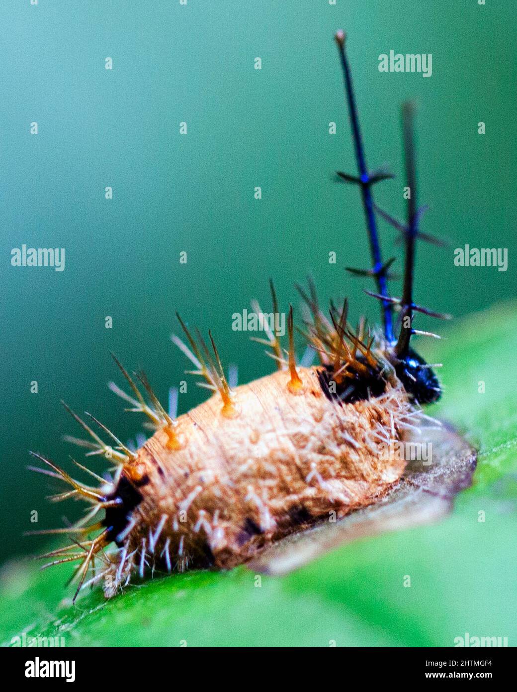 Macro immagine di un bruco colorato ed esotico nella giungla amazzonica all'interno del Parco Nazionale Madidi, Rurrenabaque in Bolivia. Foto Stock