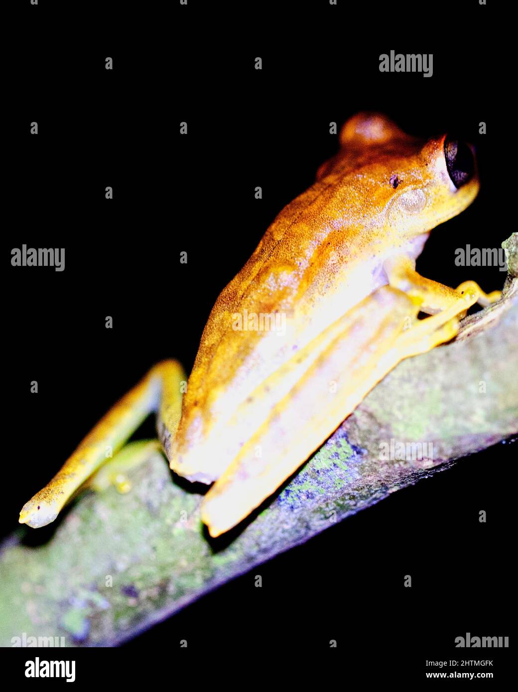 Macro immagine di una rana gialla (Hypsiboas geograficus) aggrappata al ramo di notte all'interno del Parco Nazionale Madidi, Rurrenabaque in Bolivia. Foto Stock
