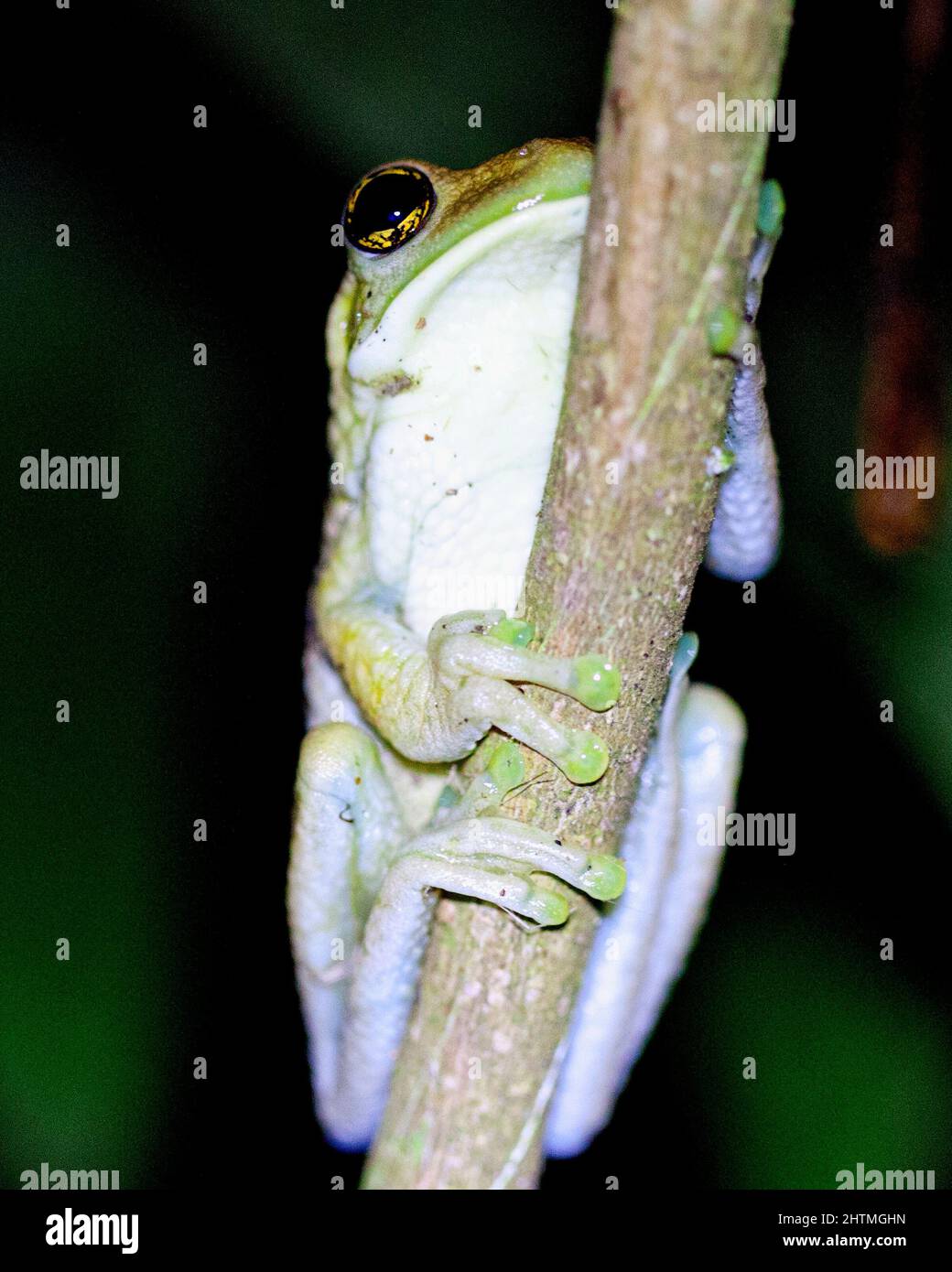 Macro immagine di una rana gialla (Hypsiboas geograficus) aggrappata al ramo di notte all'interno del Parco Nazionale Madidi, Rurrenabaque in Bolivia. Foto Stock