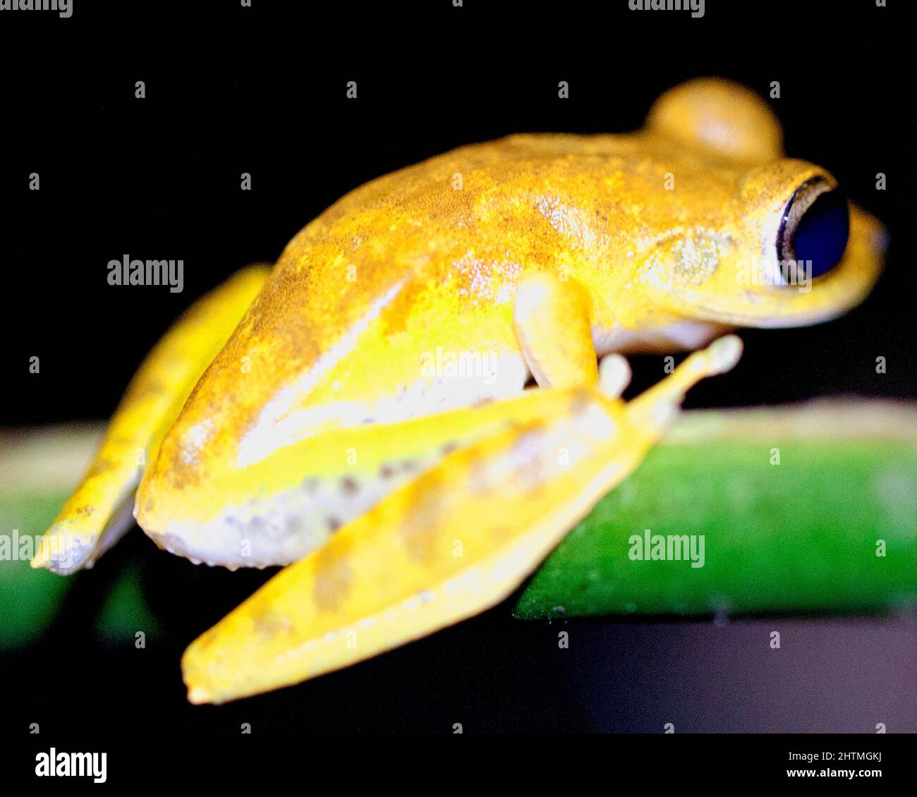 Macro immagine di una rana gialla (Hypsiboas geograficus) aggrappata al ramo di notte all'interno del Parco Nazionale Madidi, Rurrenabaque in Bolivia. Foto Stock