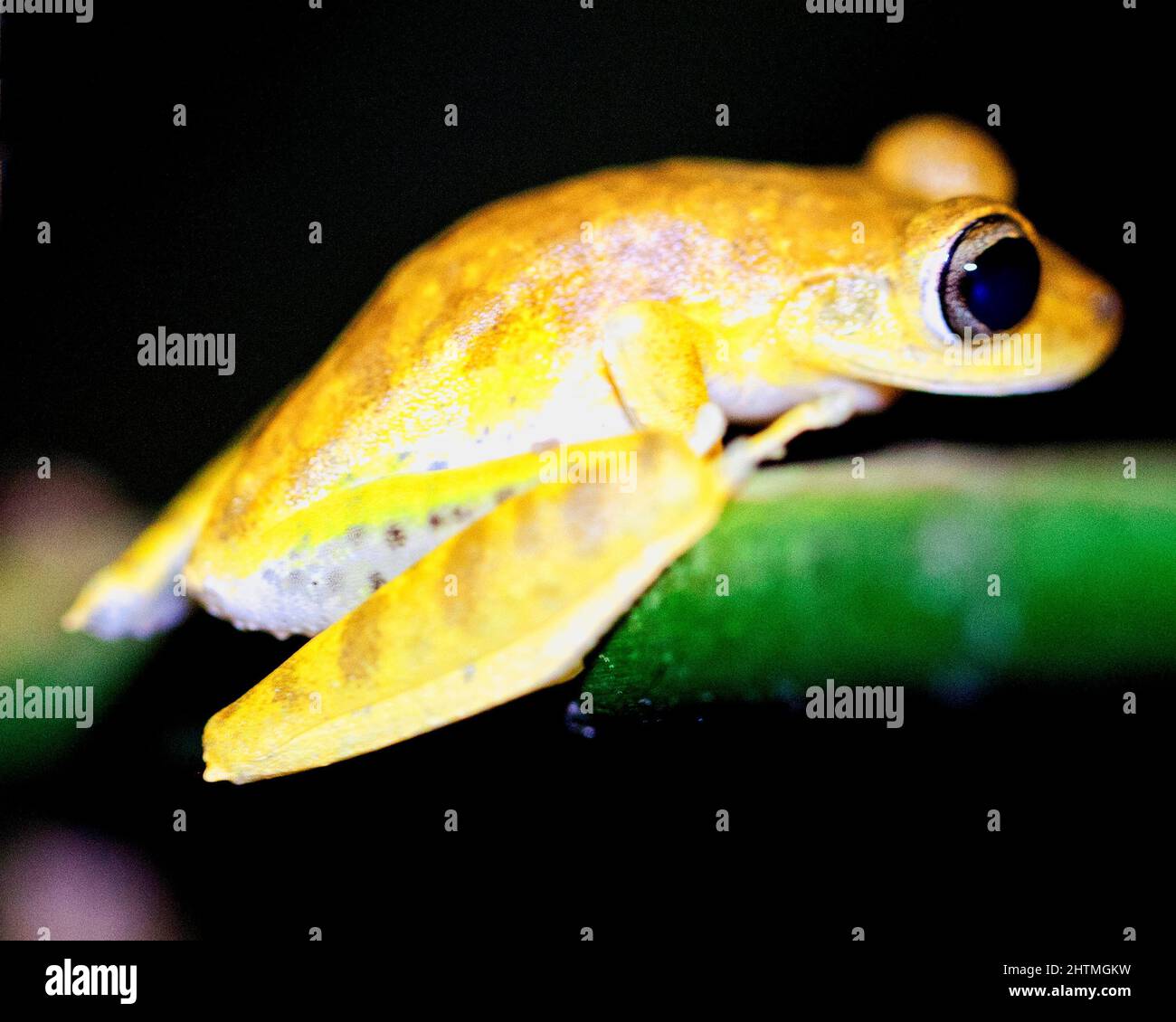 Macro immagine di una rana gialla (Hypsiboas geograficus) aggrappata al ramo di notte all'interno del Parco Nazionale Madidi, Rurrenabaque in Bolivia. Foto Stock