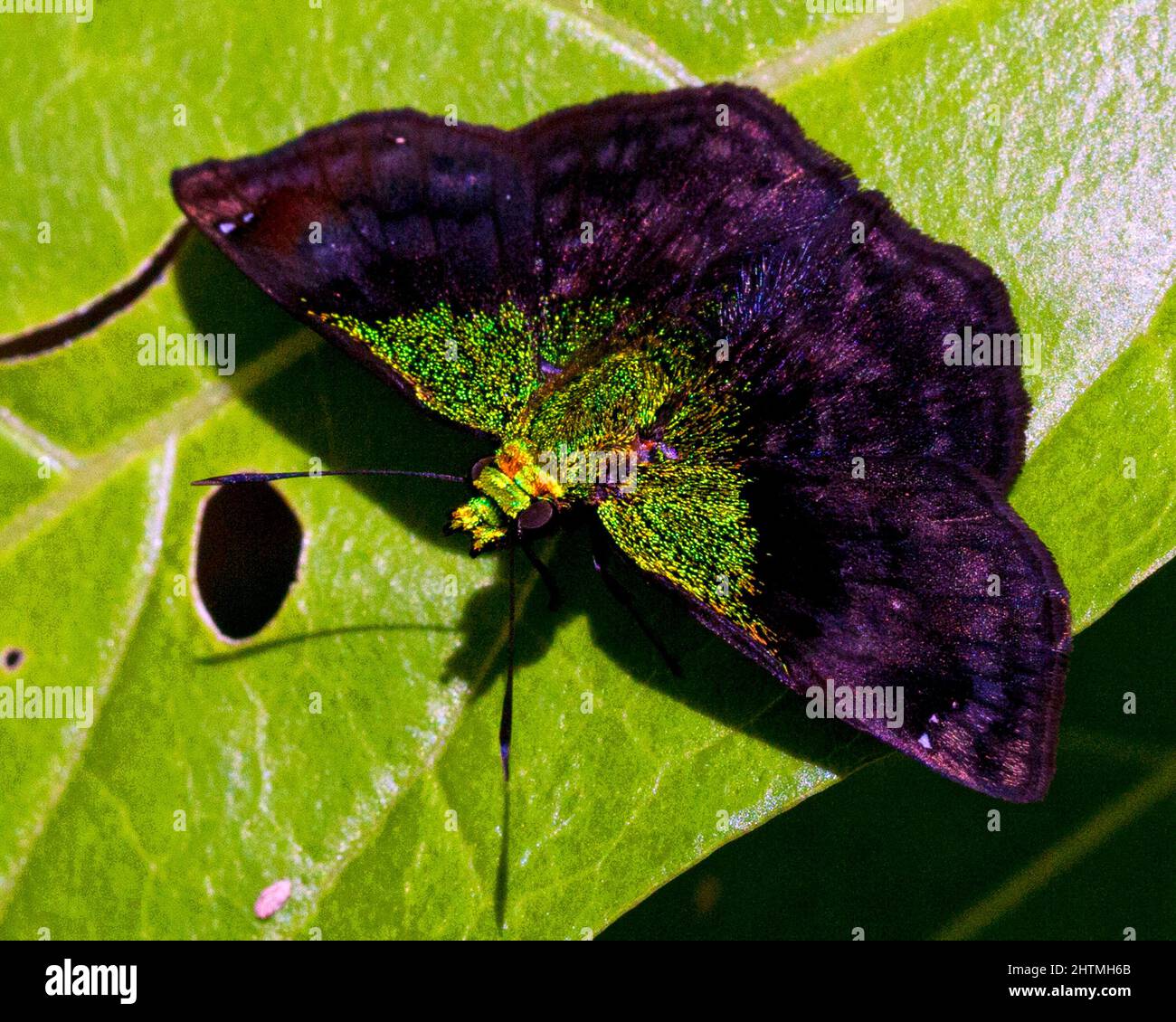 Macro immagine di una farfalla verde fluorescente colorata ed esotica seduta a foglia nella giungla amazzonica all'interno del Parco Nazionale Madidi, Rurrenabaque i Foto Stock