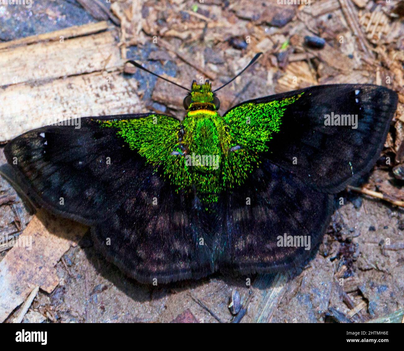 Macro immagine di una farfalla verde fluorescente colorata ed esotica seduta a terra nella giungla amazzonica all'interno del Parco Nazionale Madidi, Rurrenabaque Foto Stock