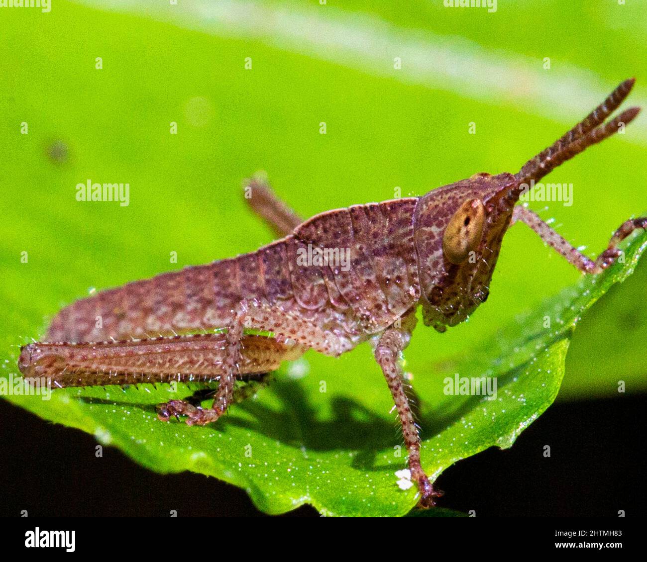 Macro immagine di un cavalleraio nella giungla amazzonica all'interno del Parco Nazionale Madidi, Rurrenabaque in Bolivia. Foto Stock