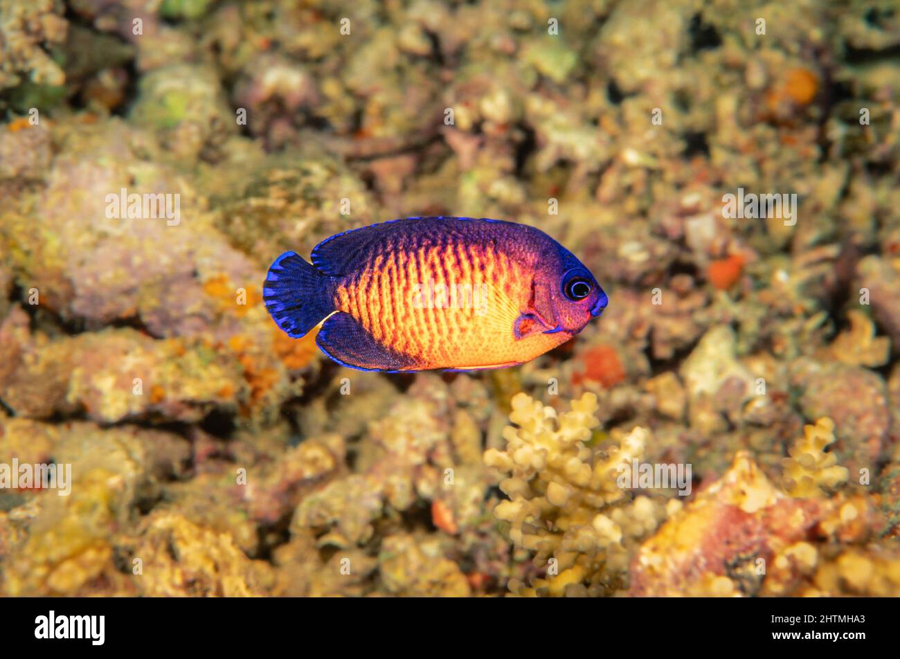 Il pesce angelo di bellezza del corallo, Centropyge bispinosa, è anche noto come l'Angelo del Dusky e Angelfish Twospined, fa parte della famiglia degli angeli di pygmy, Ind Foto Stock