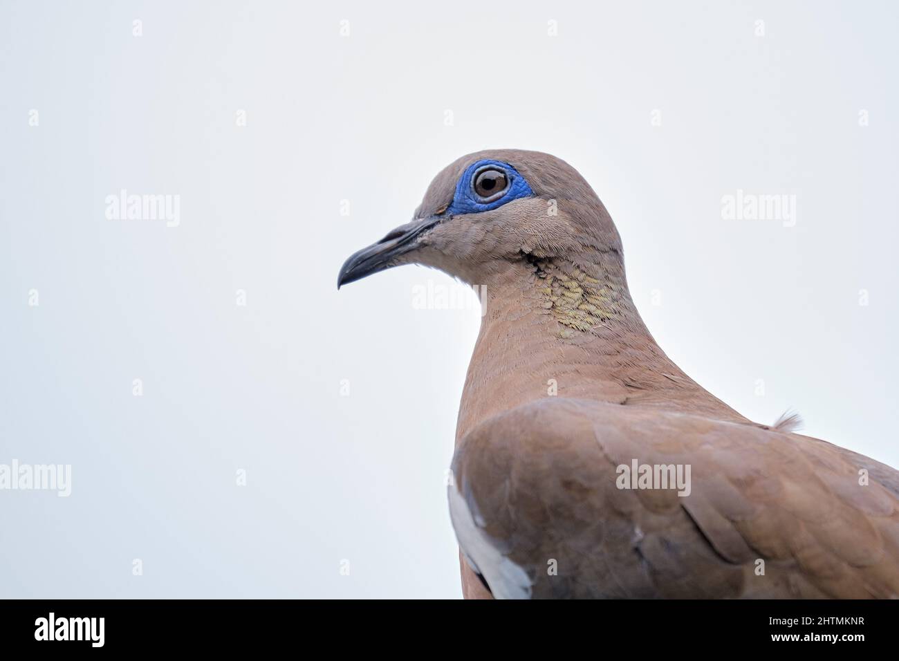 Earred dove (Zenaida auricolata), ritratto di dettaglio. Foto Stock