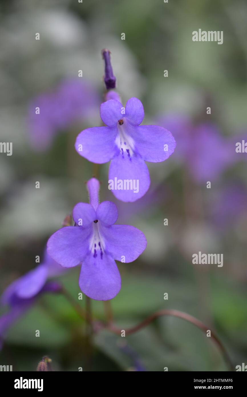Streptocarpus Saxorum concord fiori blu al Conservatorio di Spokane Wa. Foto Stock