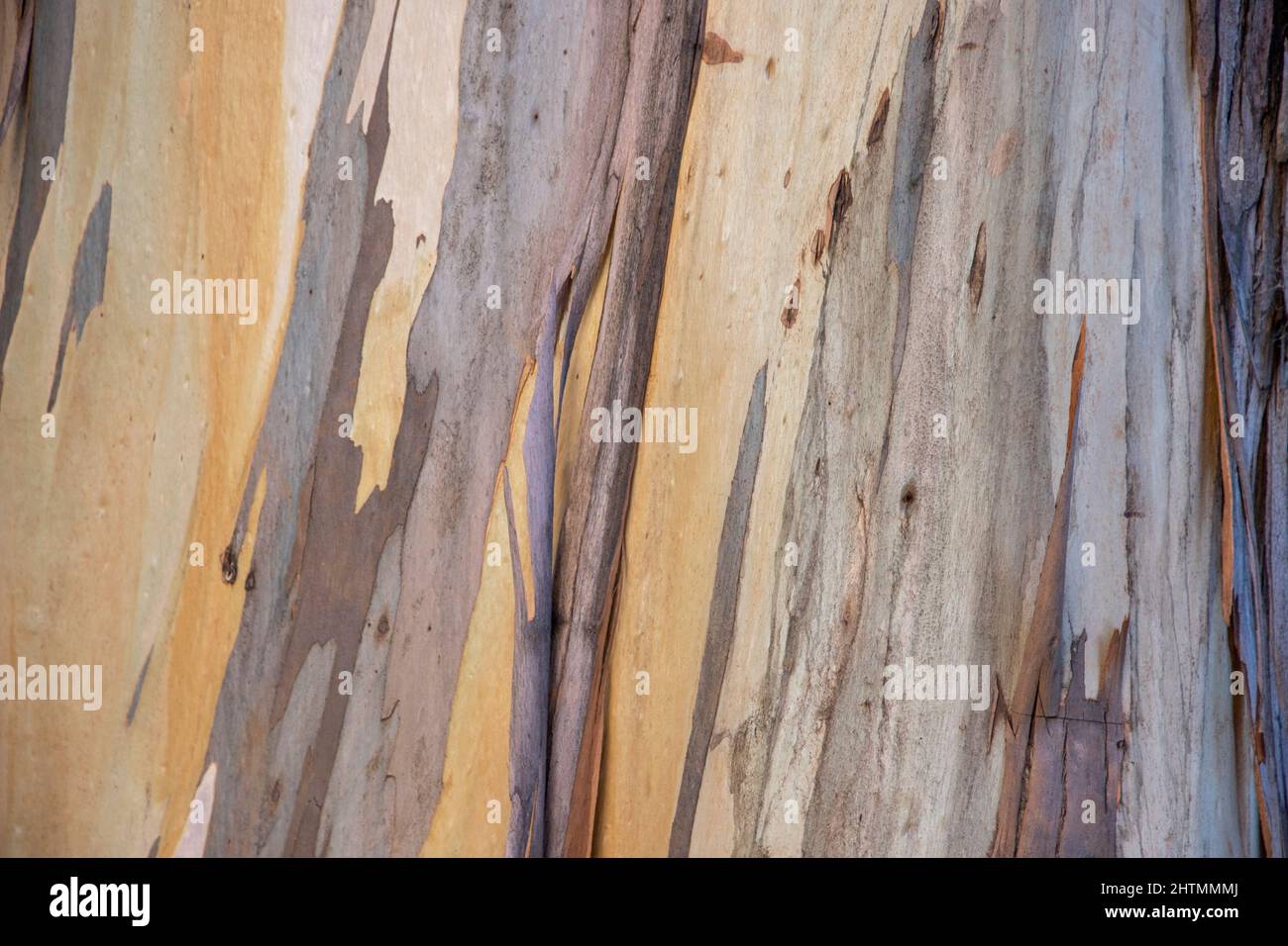 L'area naturale di Grinnell, vicino all'edificio Life Sciences del campus della University of California Berkeley, ospita un boschetto di Tasmanian Blue Gum Eucalip Foto Stock
