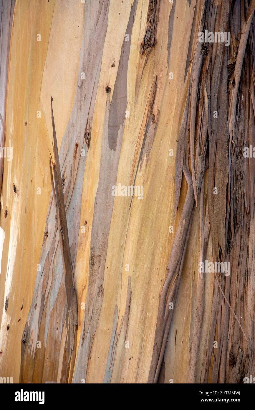L'area naturale di Grinnell, vicino all'edificio Life Sciences del campus della University of California Berkeley, ospita un boschetto di Tasmanian Blue Gum Eucalip Foto Stock
