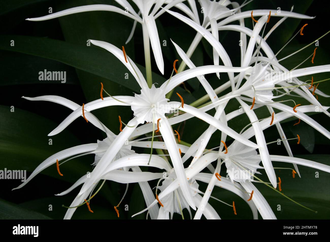 HYMENOCALLIS LITTORALIS (I NOMI COMUNI INCLUDONO FIORI DI RAGNO, ISMENE, LILIO DI RAGNO, LILIO TRASPARENTE O FIOR DI CESTINO) AUSTRALIA. Foto Stock