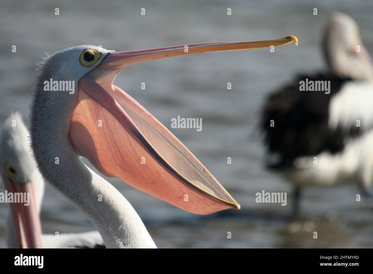 PRIMA VISTA DI UN PELICANO (GENERE PELICANUS) CON IL BECCO APERTO, BYRON BAY, NEW SOUTH WALES, AUSTRALIA. Foto Stock