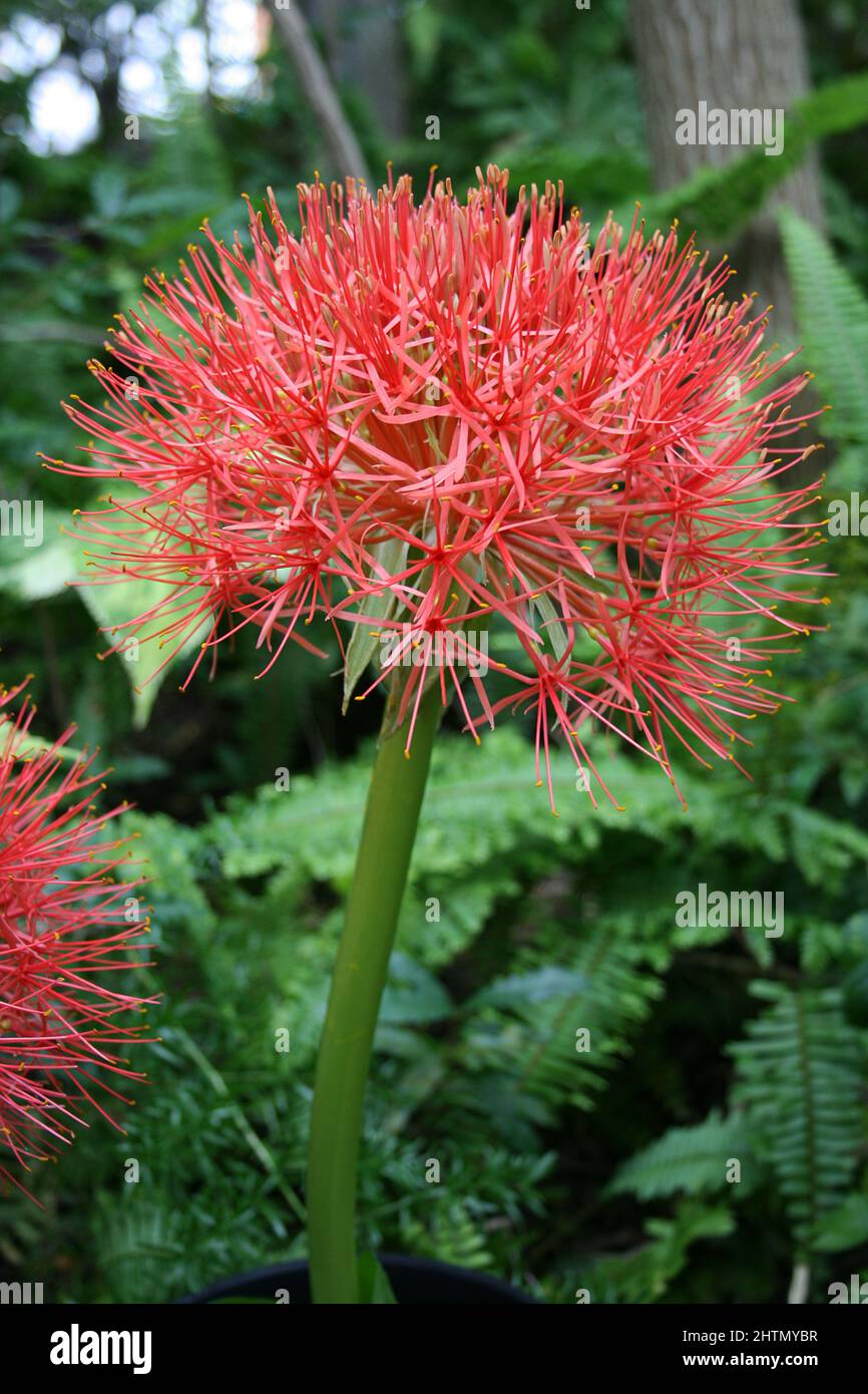 PRIMO PIANO DEL FIORE ROSSO A FORMA DI SFERA DI SCADOXUS MULTIFLORUS PRECEDENTEMENTE NOTO COME HAEMANTHUS MULTIFLORUS. QUEENSLAND, AUSTRALIA. Foto Stock