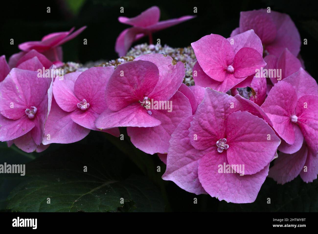 PRIMO PIANO DI UN FIORE DI LACECAP HYDRANGEA MACROPHYLLA ROSA. Foto Stock
