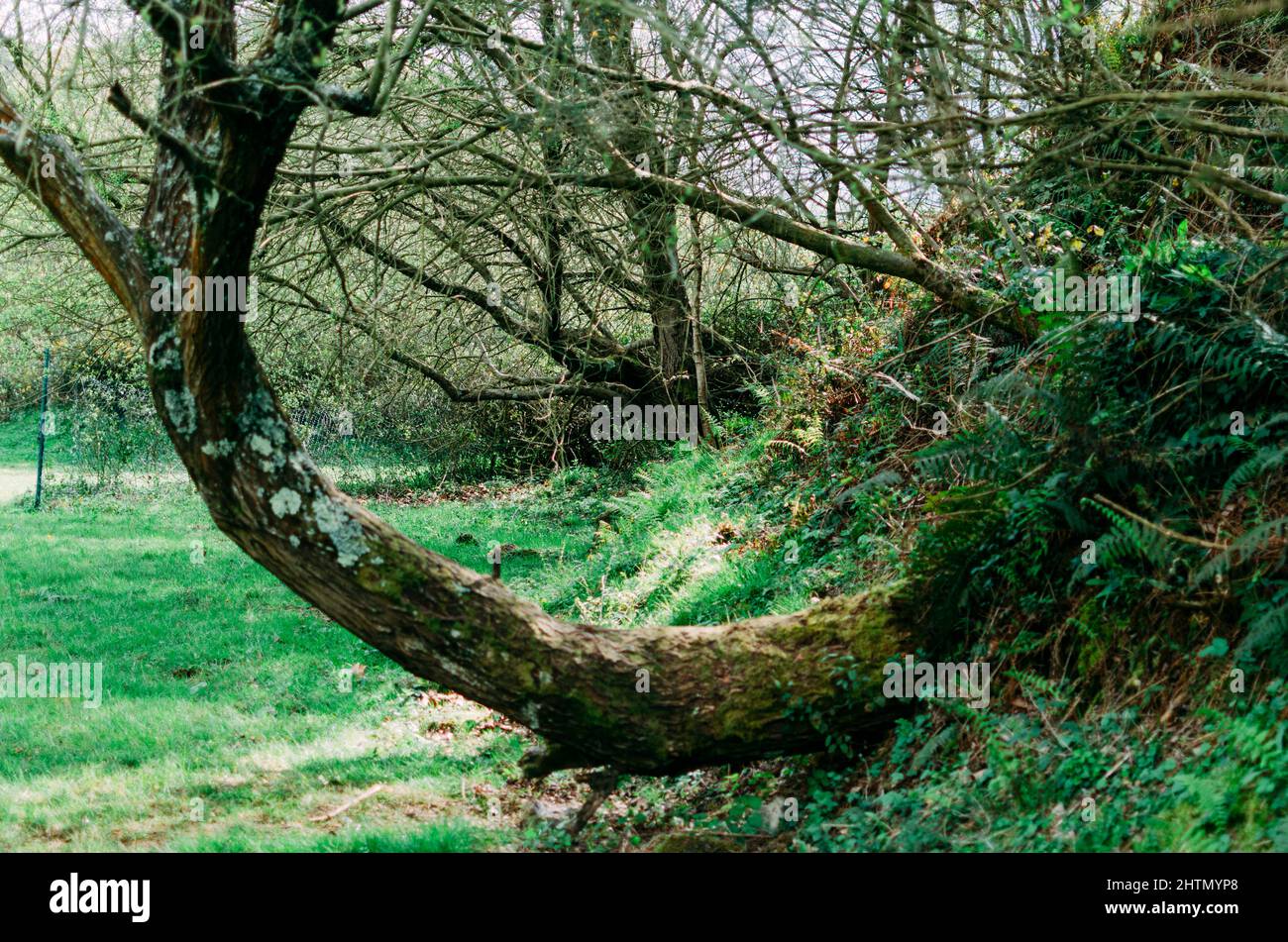Una vista sul parco e un albero molto vecchio. Foto Stock