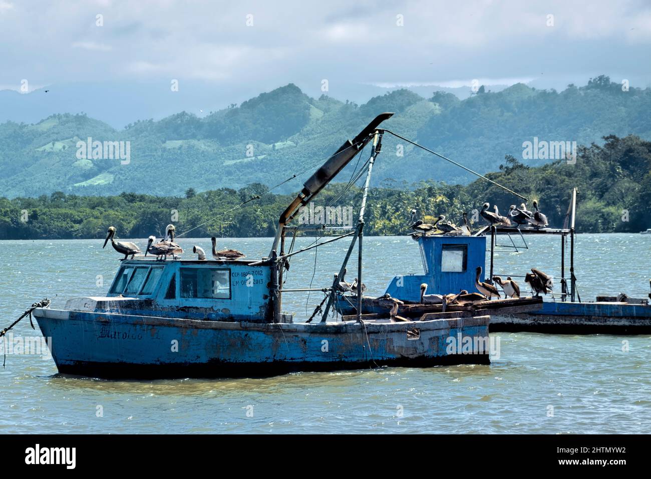 Pellicani su barche da pesca nel porto, Livingston, Guatemala Foto Stock