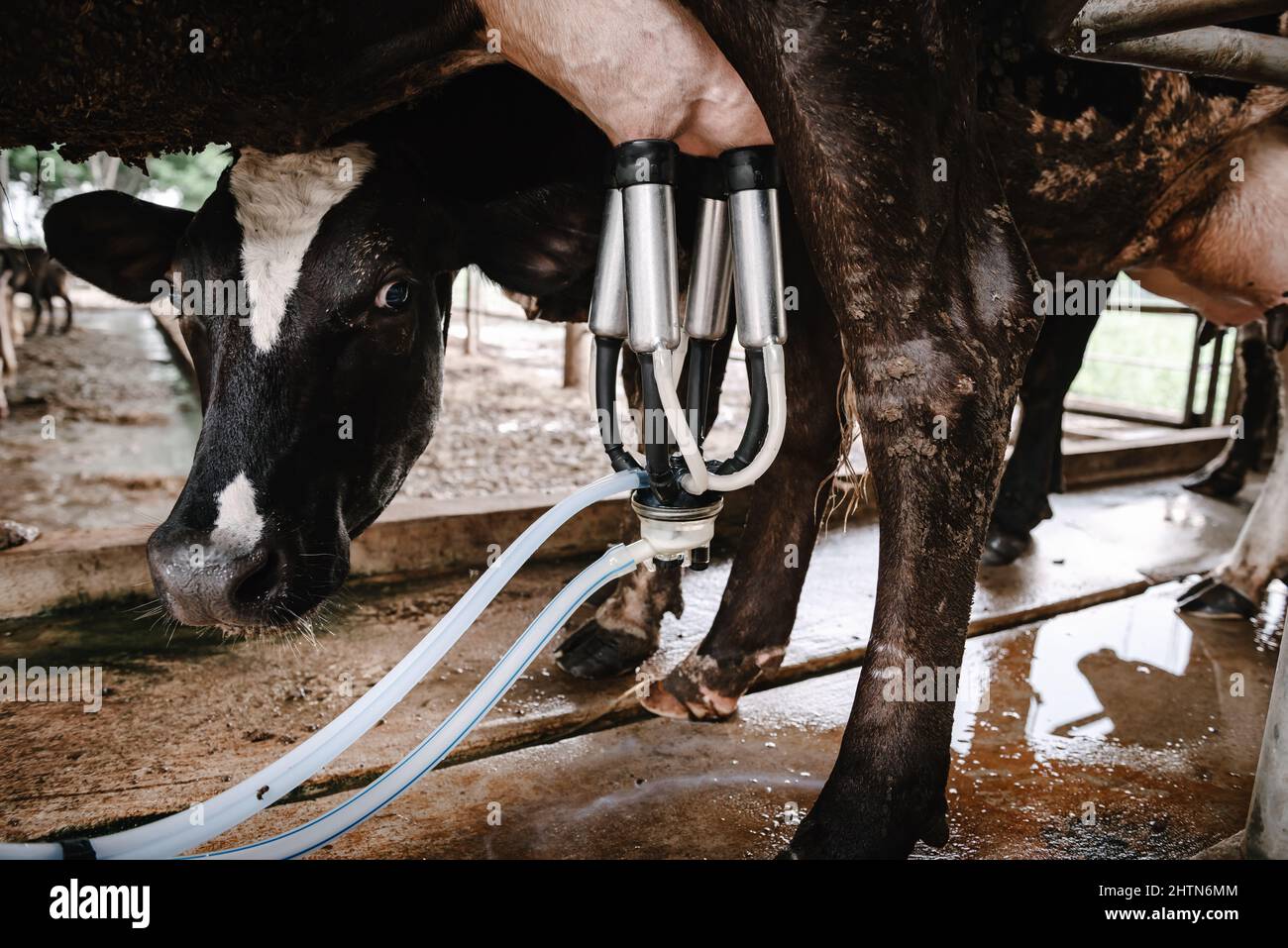Caseificio bestiame e Cottage industria, mucca mungendo latte crudo con attrezzatura macchina di impianto in fattoria di bestiame. Allevamento di imprese e l'agricoltura imprenditore Foto Stock