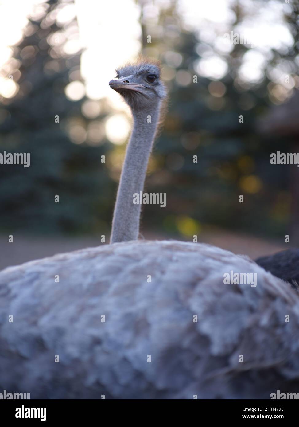 Uno struzzo con un collo allungato e un'espressione di avvertimento Foto Stock