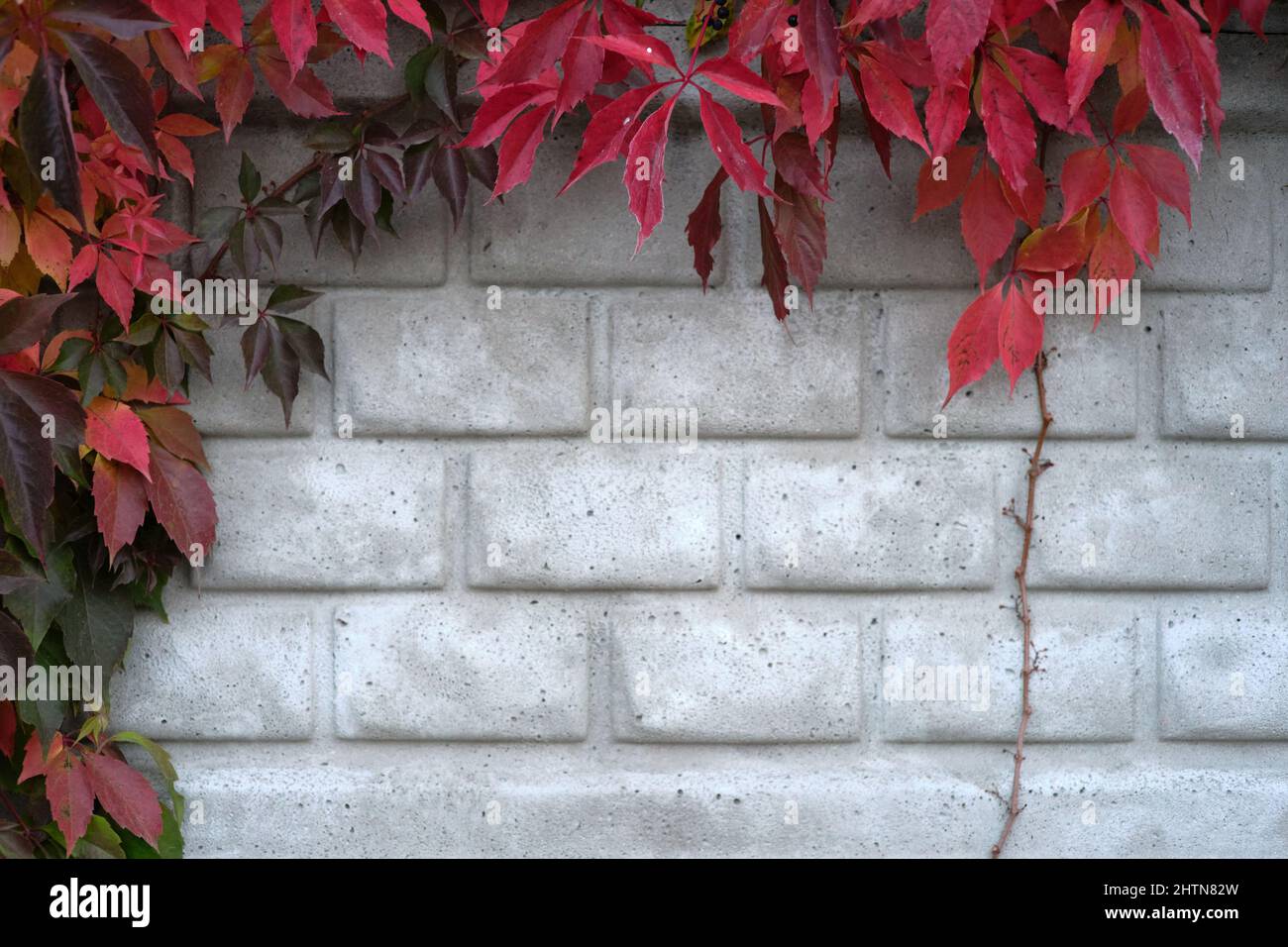 Foto orizzontale di foglie appese ad una pianta di arrampicata su un muro Foto Stock