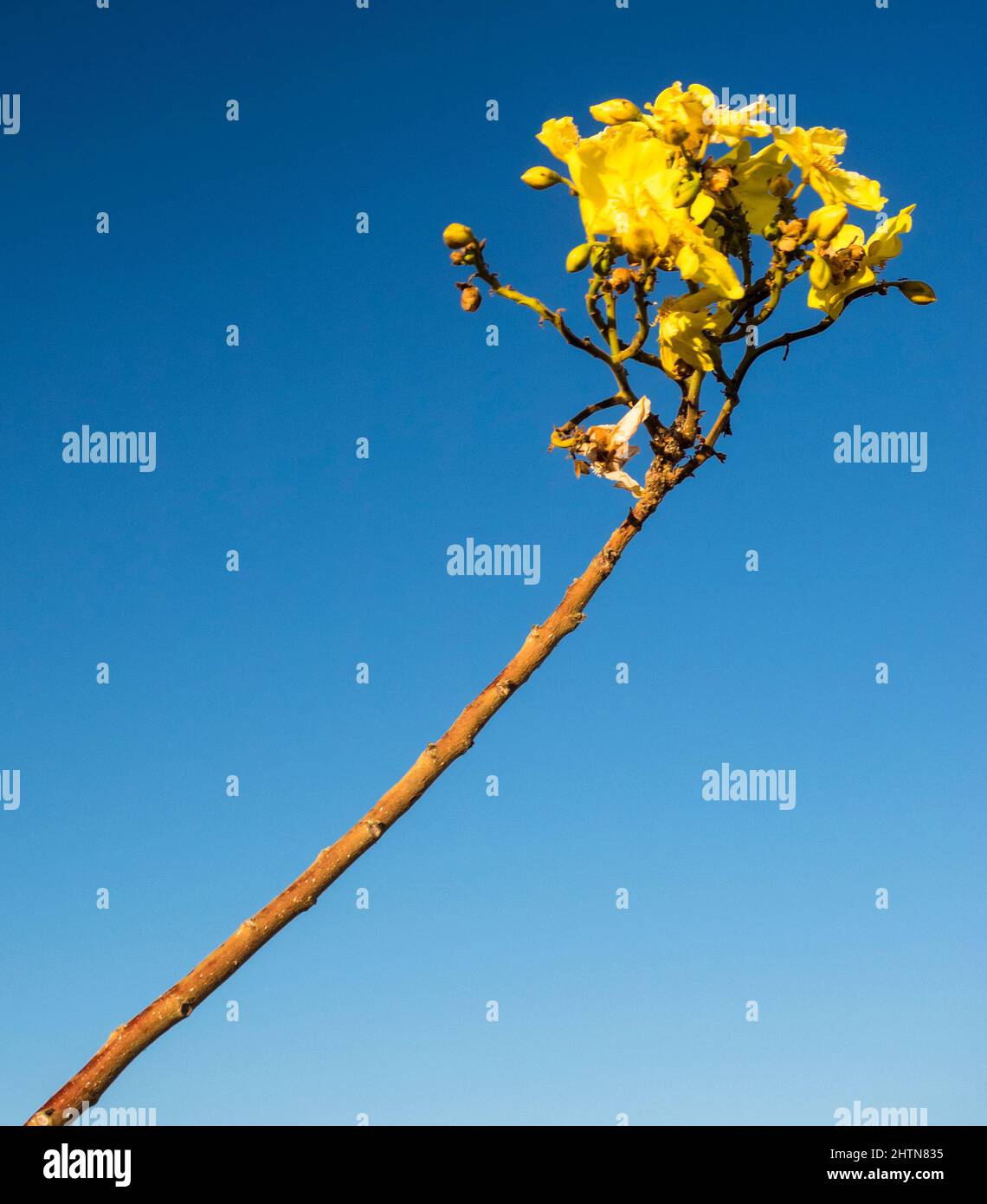 Kapok Bush fiore (Cochlospermum fraseri) collina Telegraph, Kimberley orientale Foto Stock