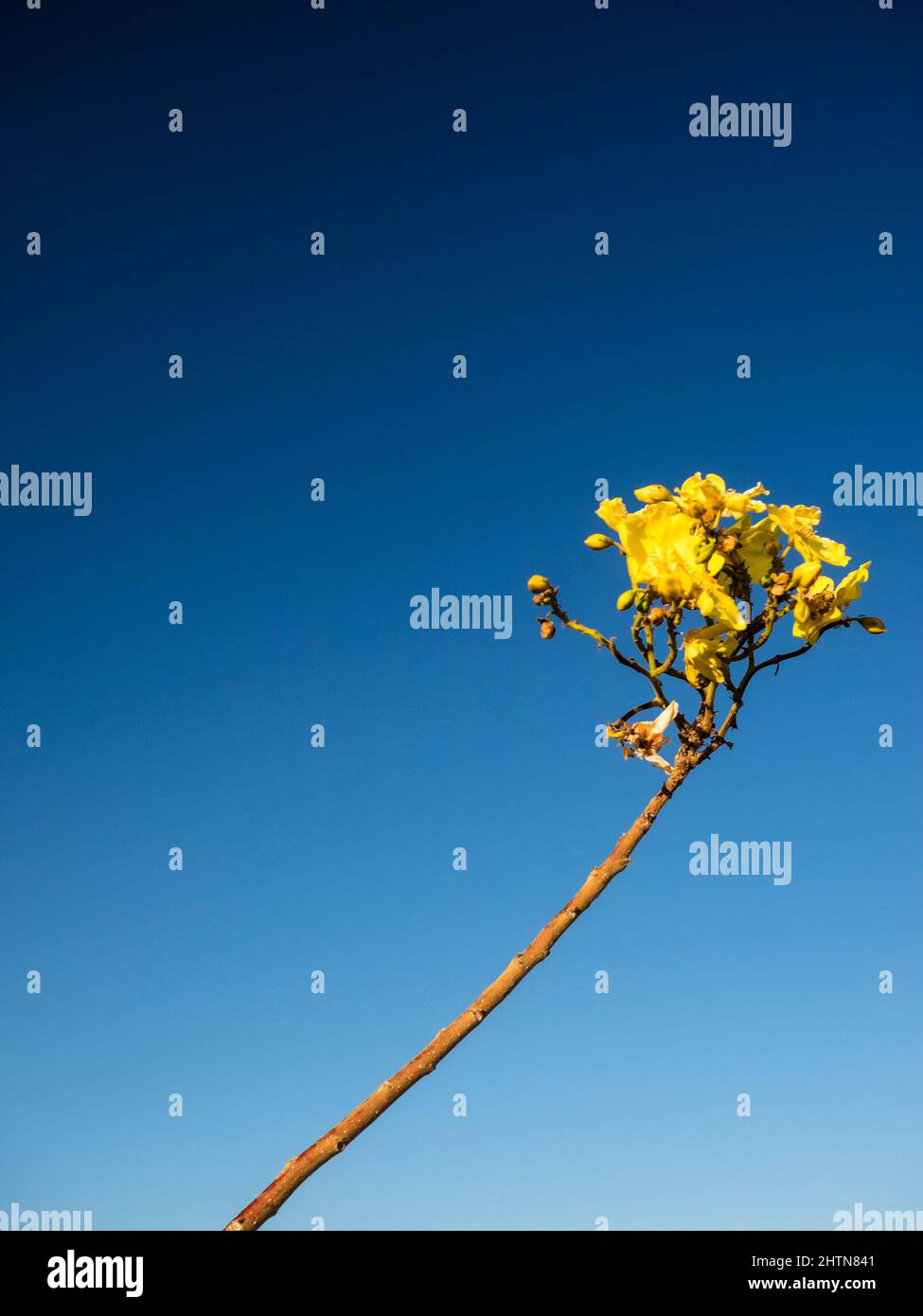 Kapok Bush fiore (Cochlospermum fraseri ) collina Telegraph, lagune Parry, Kimberley Est Foto Stock