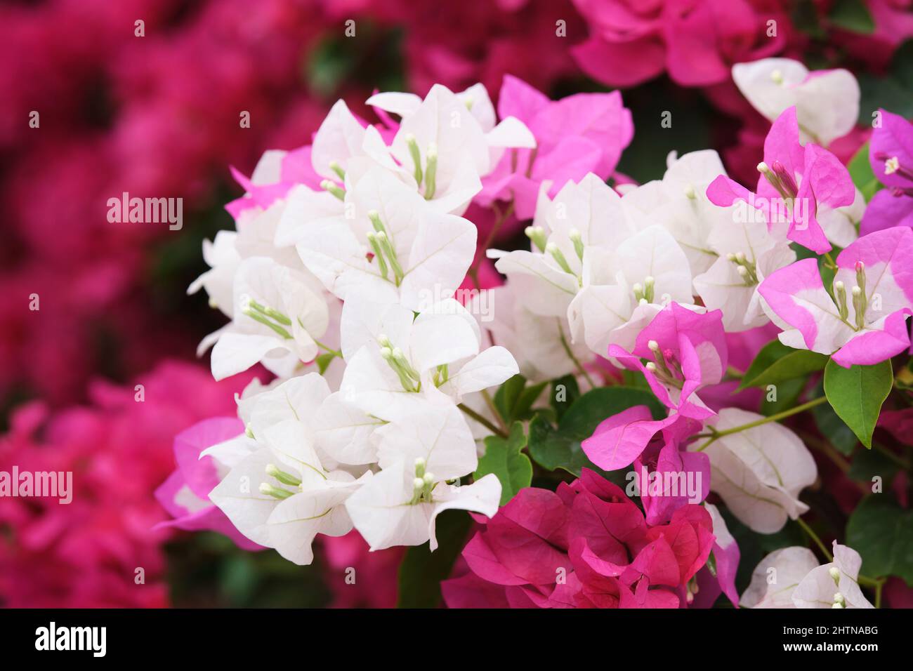 confetti, piante legnose, arbusti o alberi con spine Foto Stock