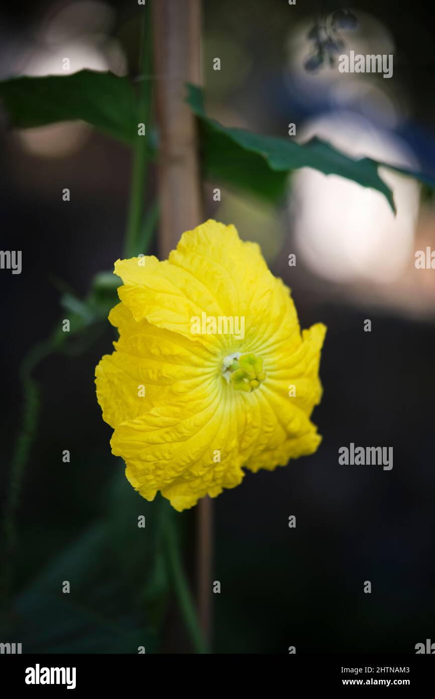fiore giallo di loofah, bello e brillante Foto Stock