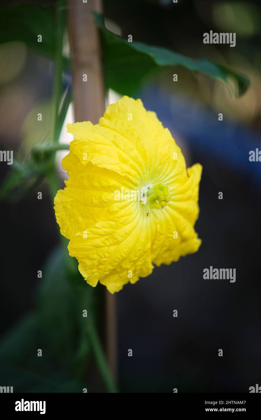 fiore giallo di loofah, bello e brillante Foto Stock