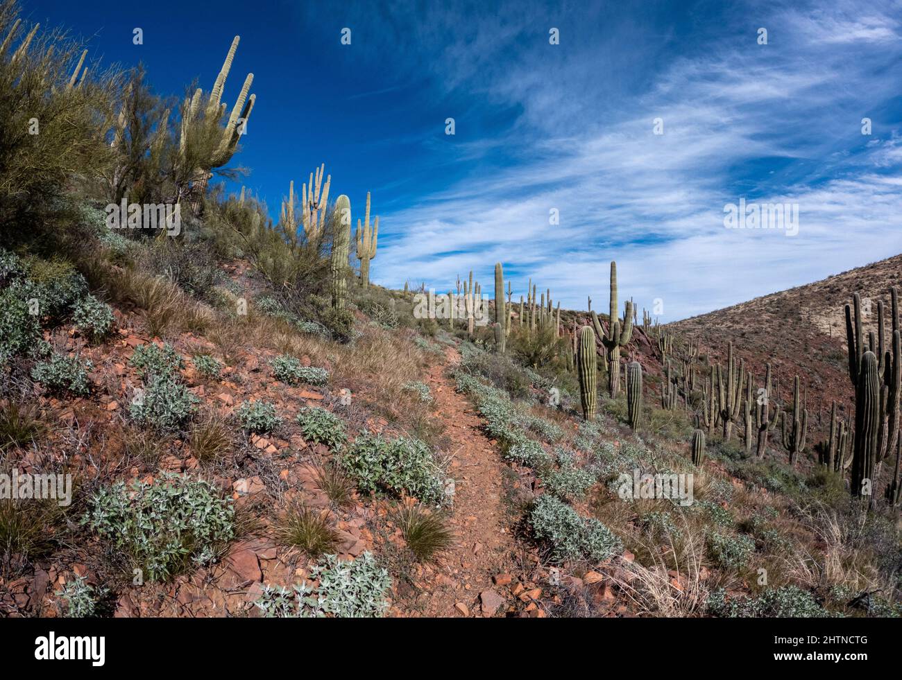 Sentiero escursionistico sterrato in salita attraverso il deserto con cactus saguaro su entrambi i lati. Foto Stock