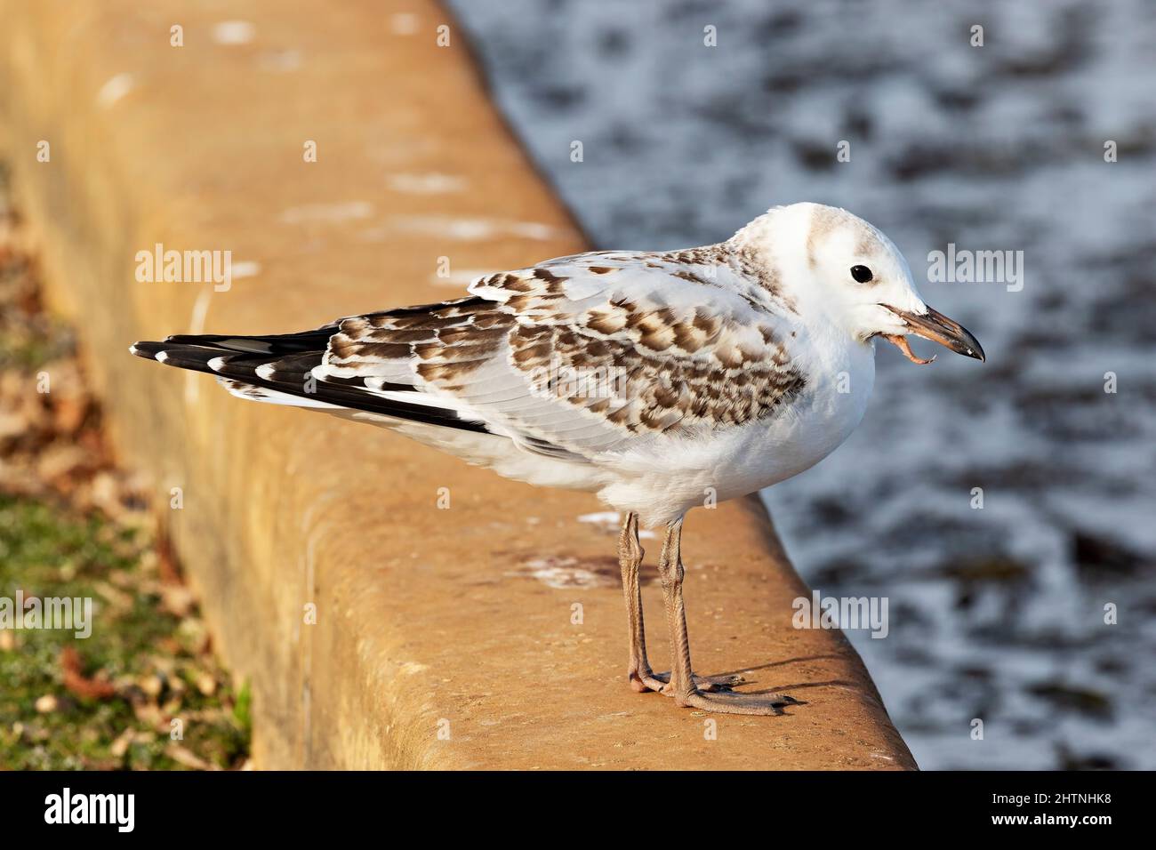 Uccelli / Gull d'argento giovanile australiano con una deformità becco a Ballarat Victoria Australia. Foto Stock